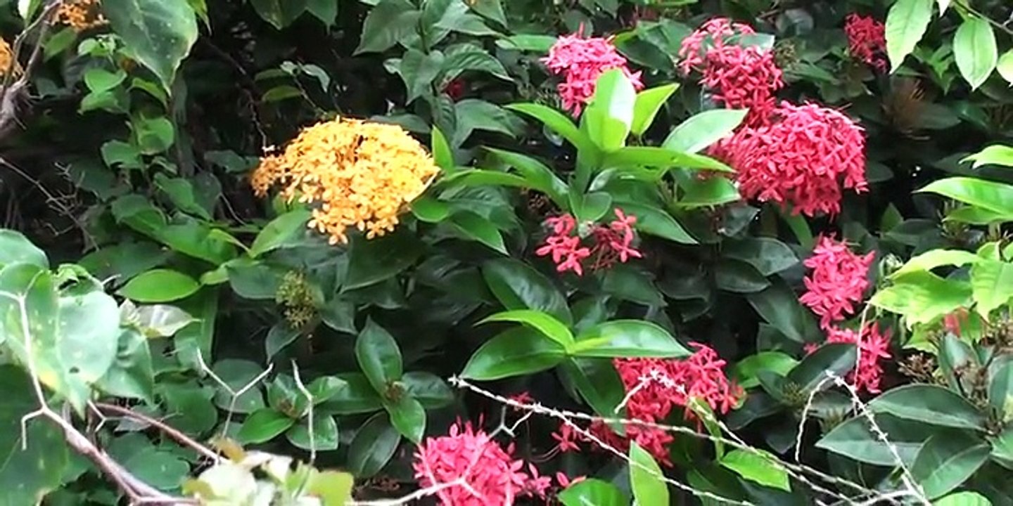 HABITATION CLEMENT EN MARTINIQUE e rhum Clément dans une belle habitation de Martinique témoignage du passé des Antilles Françaises. Un magnifique blanc Canne Bleue! De la plantation de l'Acajou.