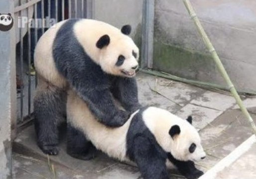 Giant Pandas Mate Successfully at Chinese Research Center