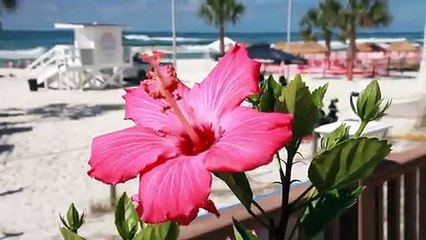 Un hotel réveille des Spring Breakers bourrés en mettant la musique du roi lion