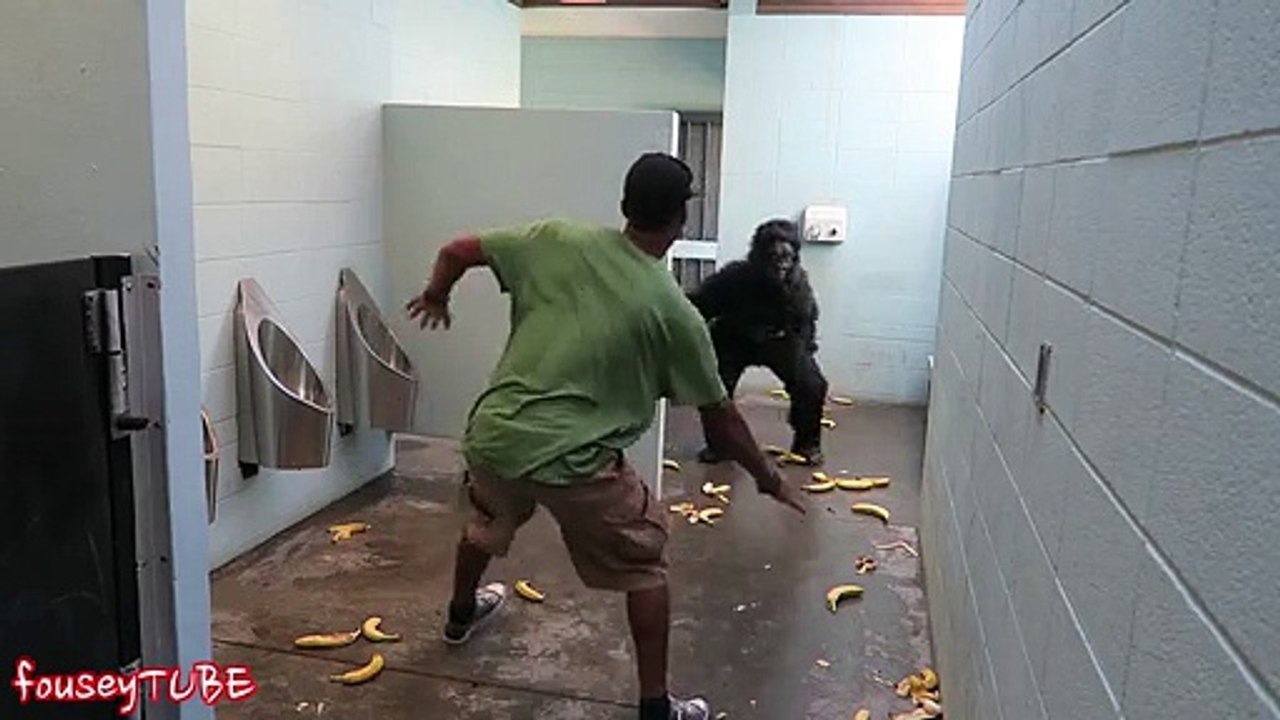 Caméra cachée : Un gorille dans des toilettes publique