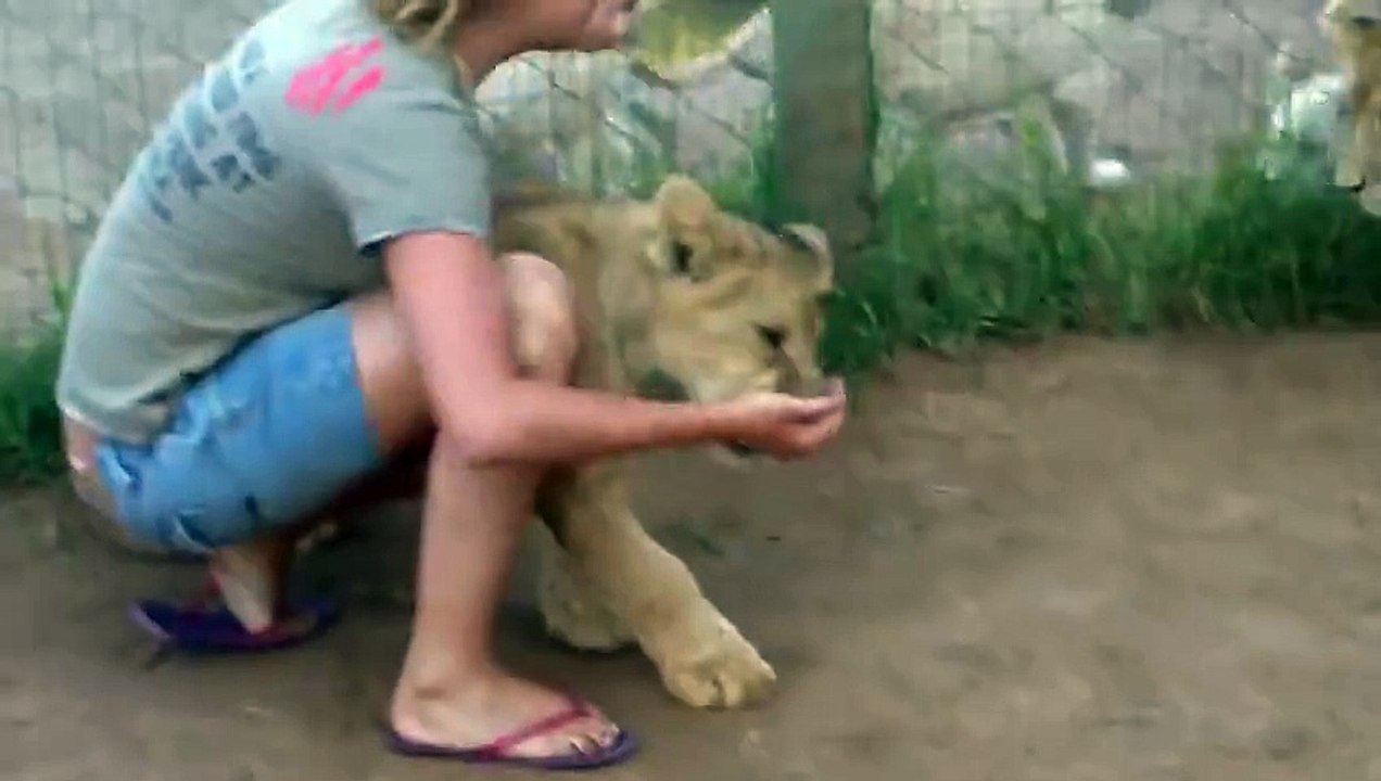 A young lady is getting mauled by two young lions