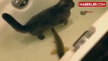 Kim Demiş Kediler Balıkları Sadece Yiyecek Olarak Görür Diye!
