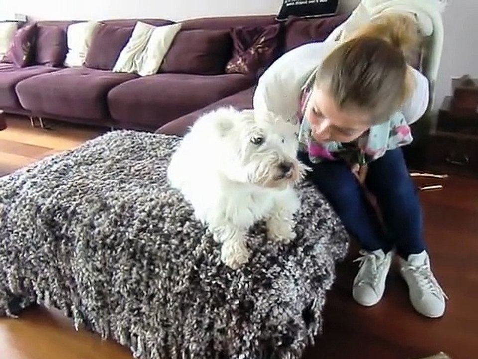 conversation with my talking dog