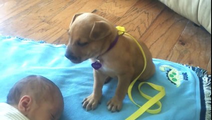 Ce petit chiot s'endort avec bebe