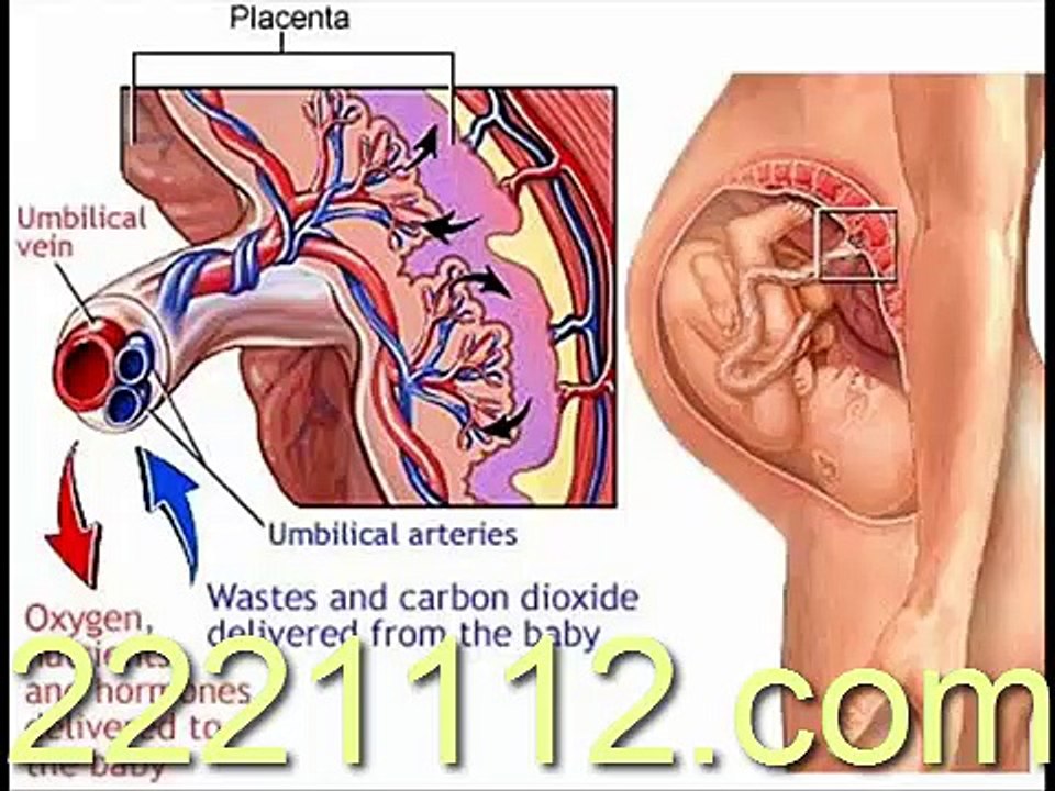 ABNORMAL-PREGNAN  -اردو