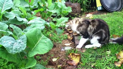 The cat Xuxu and his dead mouse