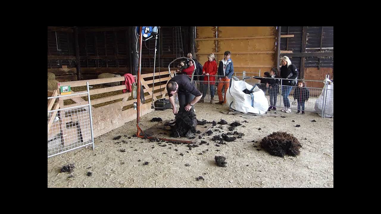 Ferme de Paris Tonte des moutons