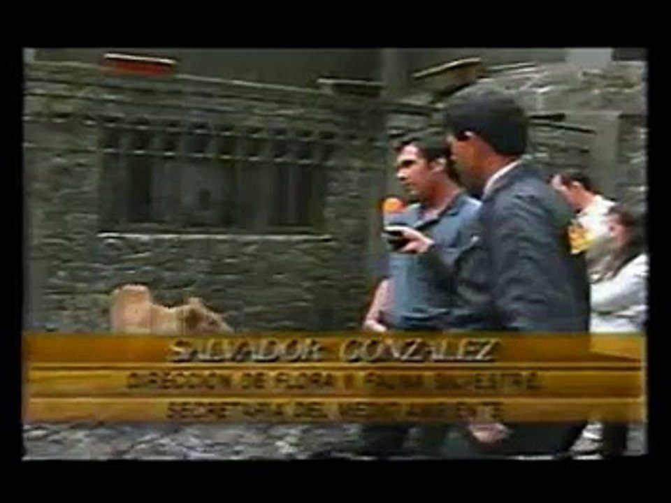 Lion attack man  lions attacks, Man provokes lion real attacking