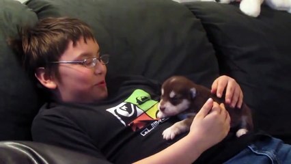 Ulumayı yeni öğrenen köpek çok tatlı