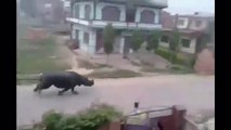 Rhino Chases Motorcycles In The Streets Of Nepal