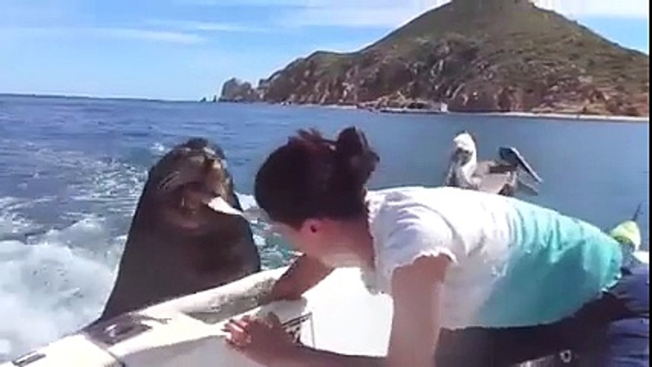 Feeding the Sea Lions!