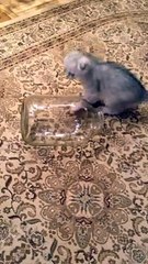 cat in botal - haha lol