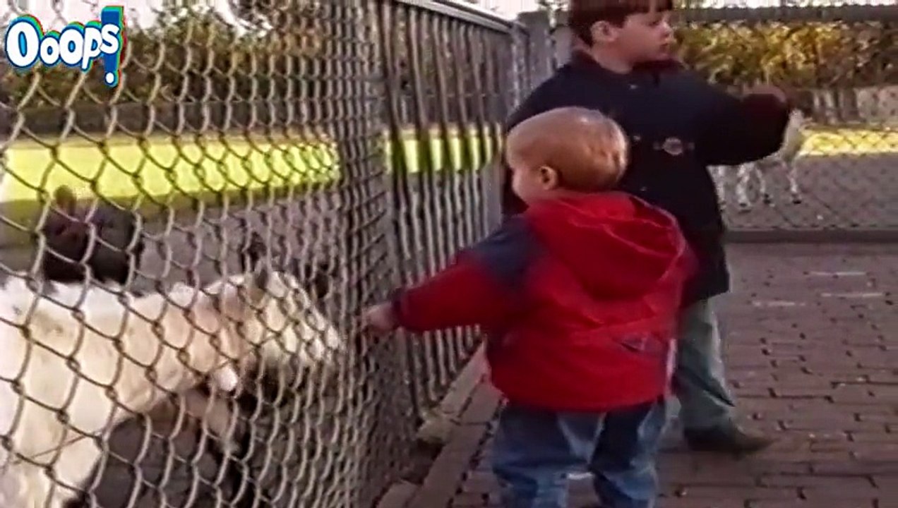 Funny Animals Compilation 2015 – Best Funny Videos 2015