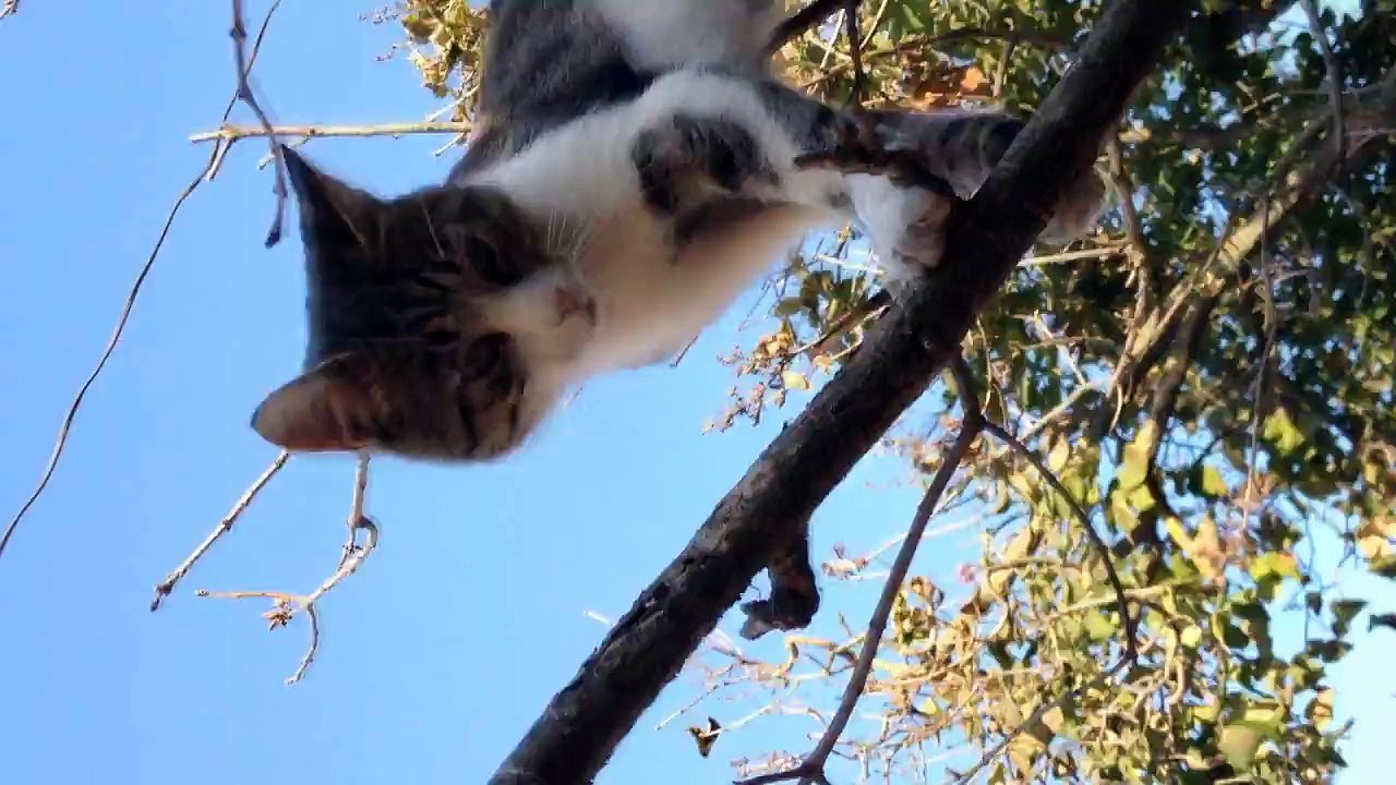 Funny Cats Compilation - Funny Videos 2014