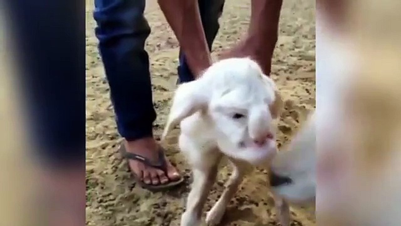 Lamb With Human Like Face Born In Russia