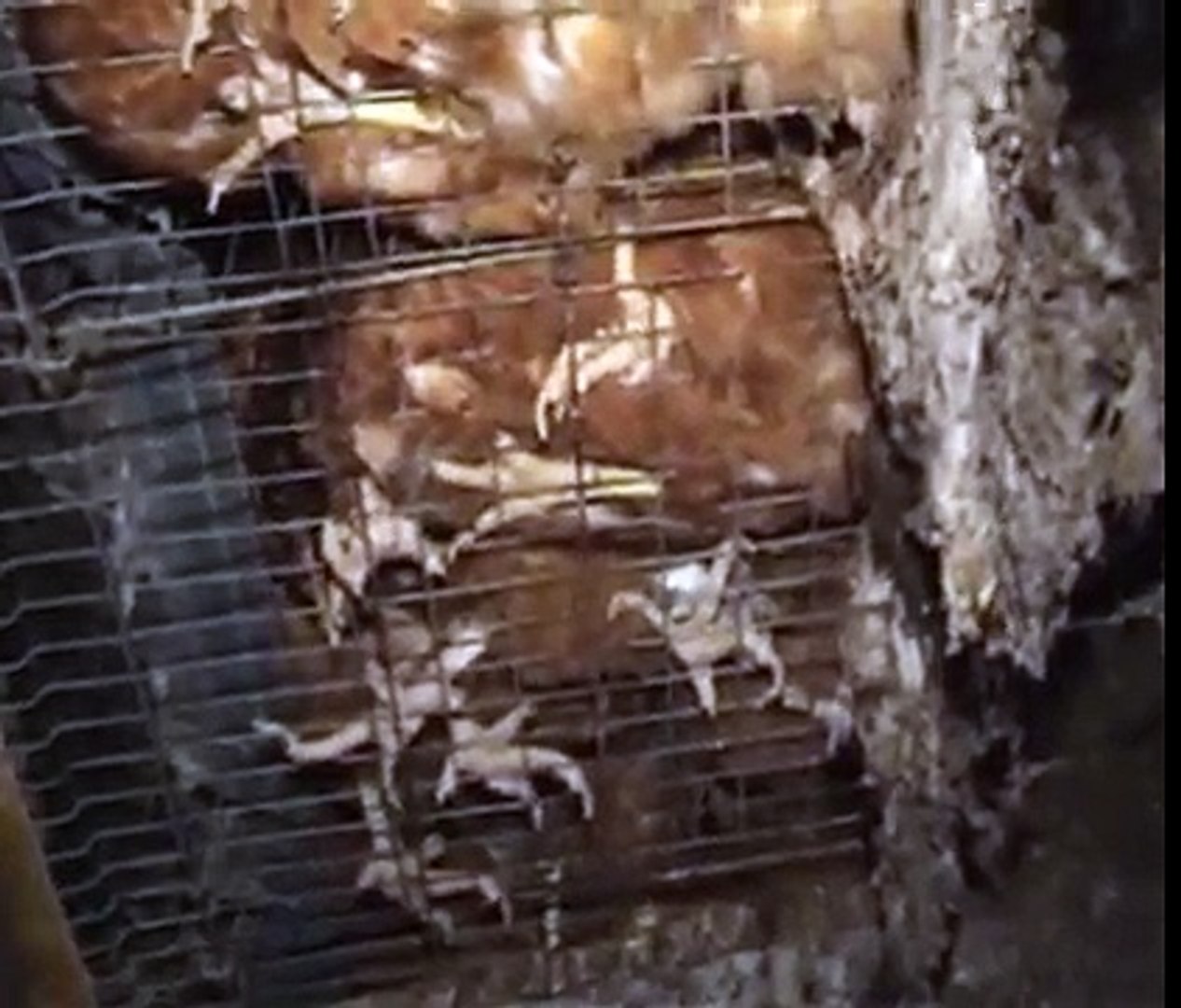 Animal Activist Rescue Factory Chicken