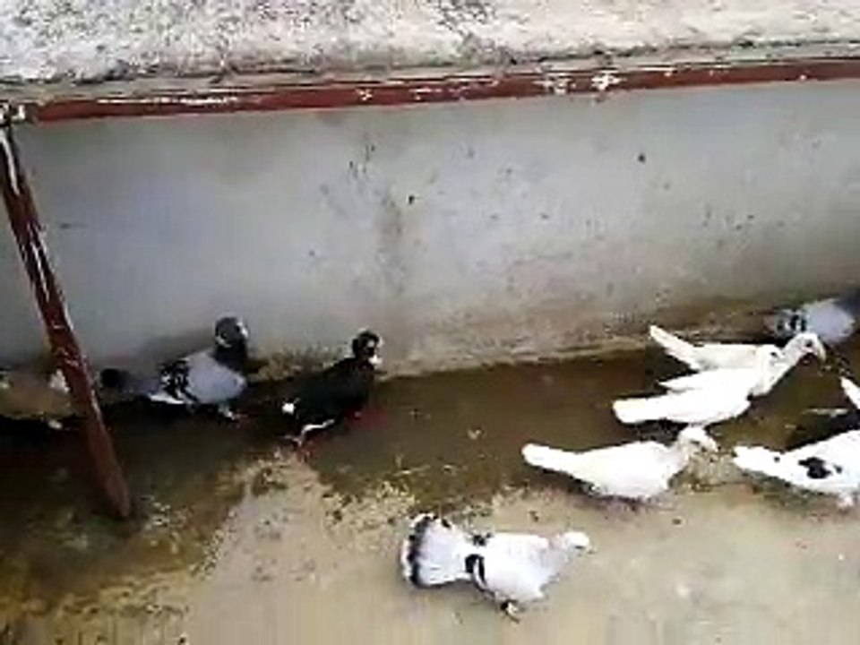İskenderundan Serhan Belli Filo Kuşları 2015