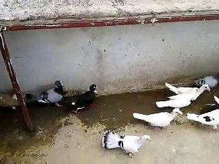 İskenderundan Serhan Belli Filo Kuşları 2015