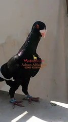 Kara Müsevvet Filo Güvercini