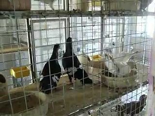 Çiftli Kara Nakışlı Filo Güvercini