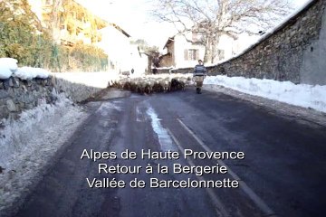 Transhumance. Ville de Barcelonnette.