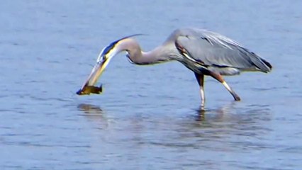 Büyük Blue Heron büyük bir balık yiyor