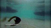 Dunya News - Watch amazing moment fish head swims without its body after being gutted by an angler