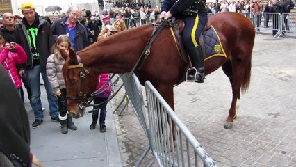 Adorable Dog (Frenchie!) Plays with NYPD Police Horse on Wall Street