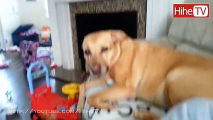 Cute Dogs and Cats Love Babies Compilation 2014 - 2015