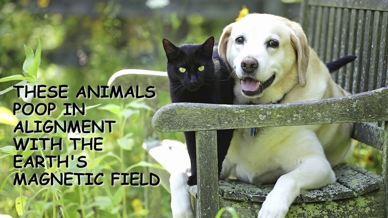 Dog Facts Vs. Cat Facts