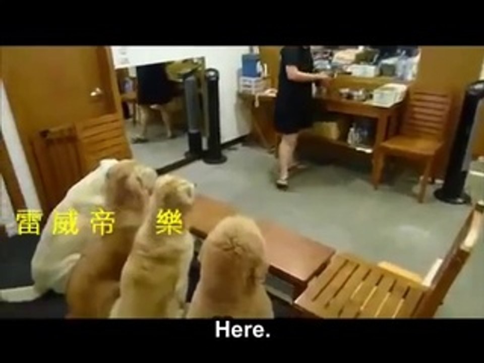 Dogs Pray Before Dinner