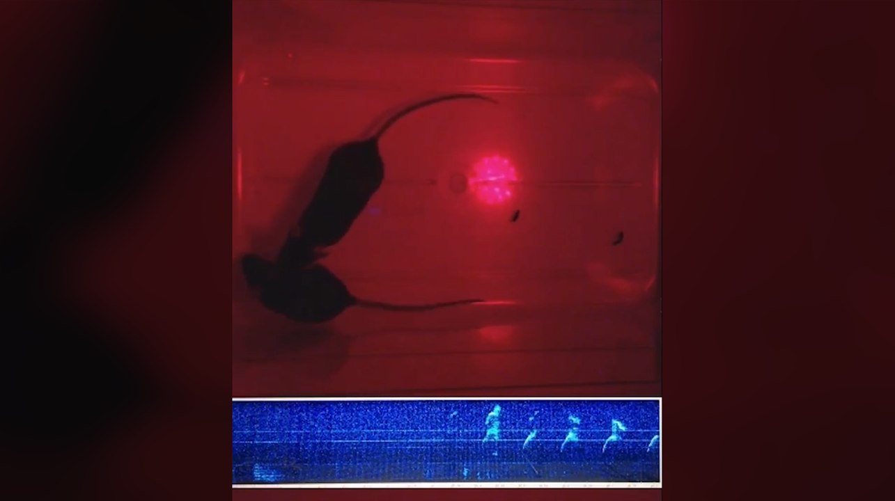 Les souris chantent et s'adaptent à une situation donnée