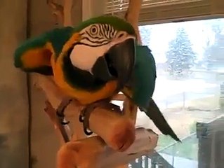 Kahkaha Atan Papagan