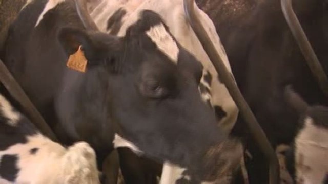 Suppression des quotas laitiers : Qui va traire nos vaches demain ?