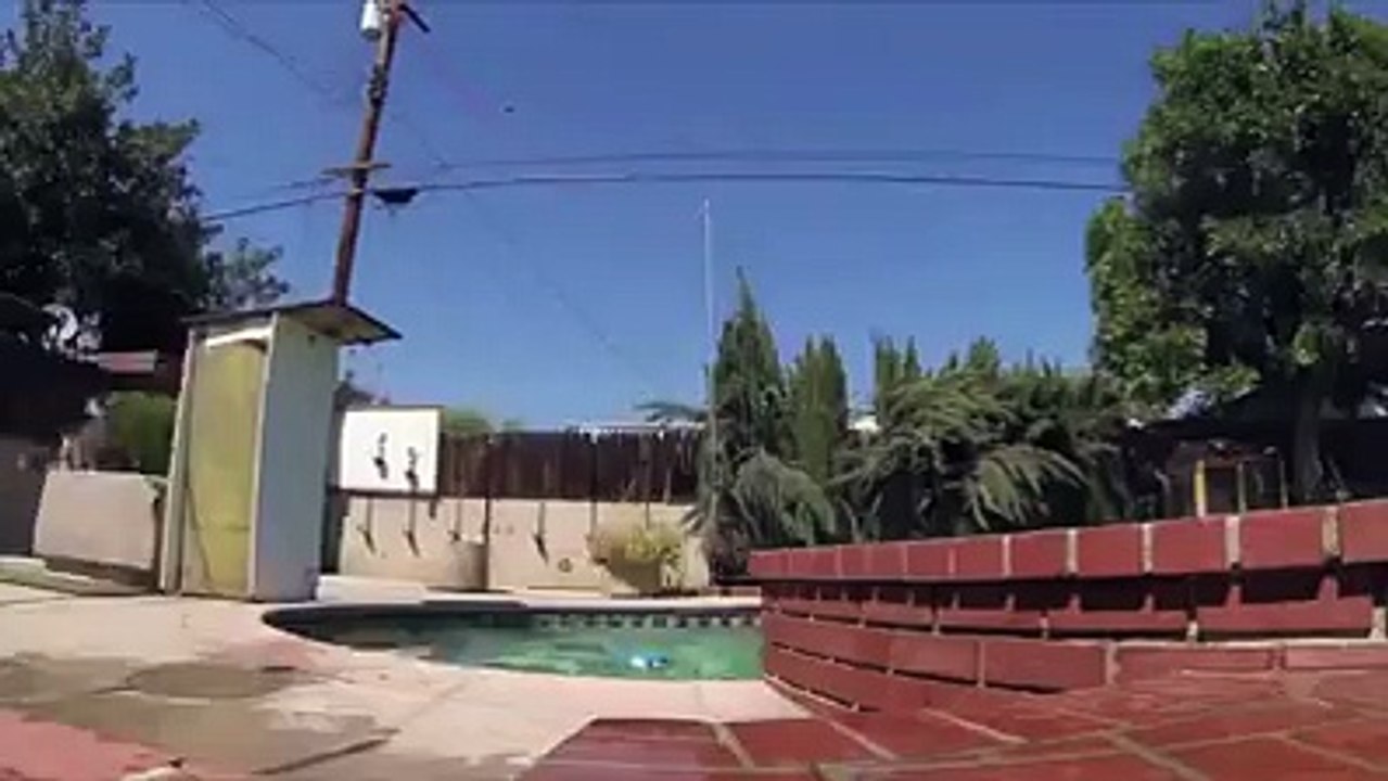 Talented dog has more skills than you | dog adoption