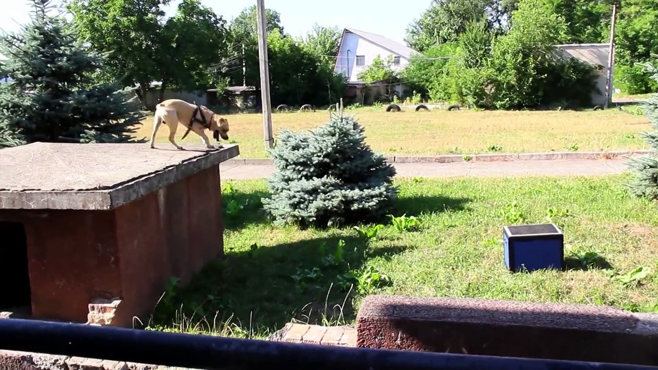 TRET - SUPER DOG