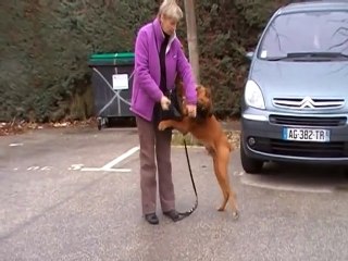 (A VOIR) INEDIT CHIEN HYPER AGRESSIF   SYM DOG www.symdog.fr