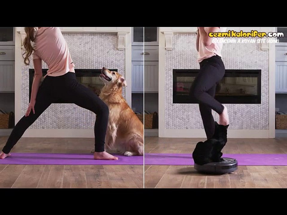 Kediler vs Köpekler