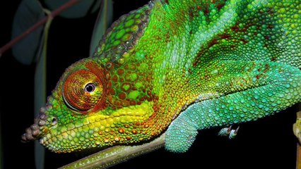 How Do Chameleons Change Color