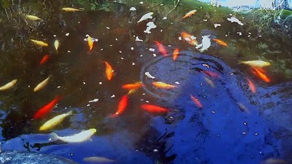 Les poissons du bassin