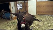 Donkey Birth at the Double Dot Ranch and Donkey Resort