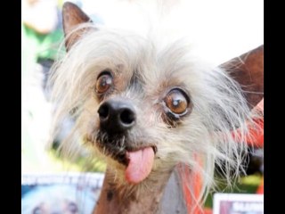 World's UGLIEST Dogs (Top 5!!)