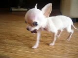 Chihuahua Extreme Micro Tiny Teacup Chihuahua Ballerina, extra mini chihuahua