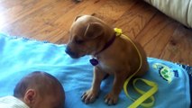 Adorable Puppy falls asleep on baby