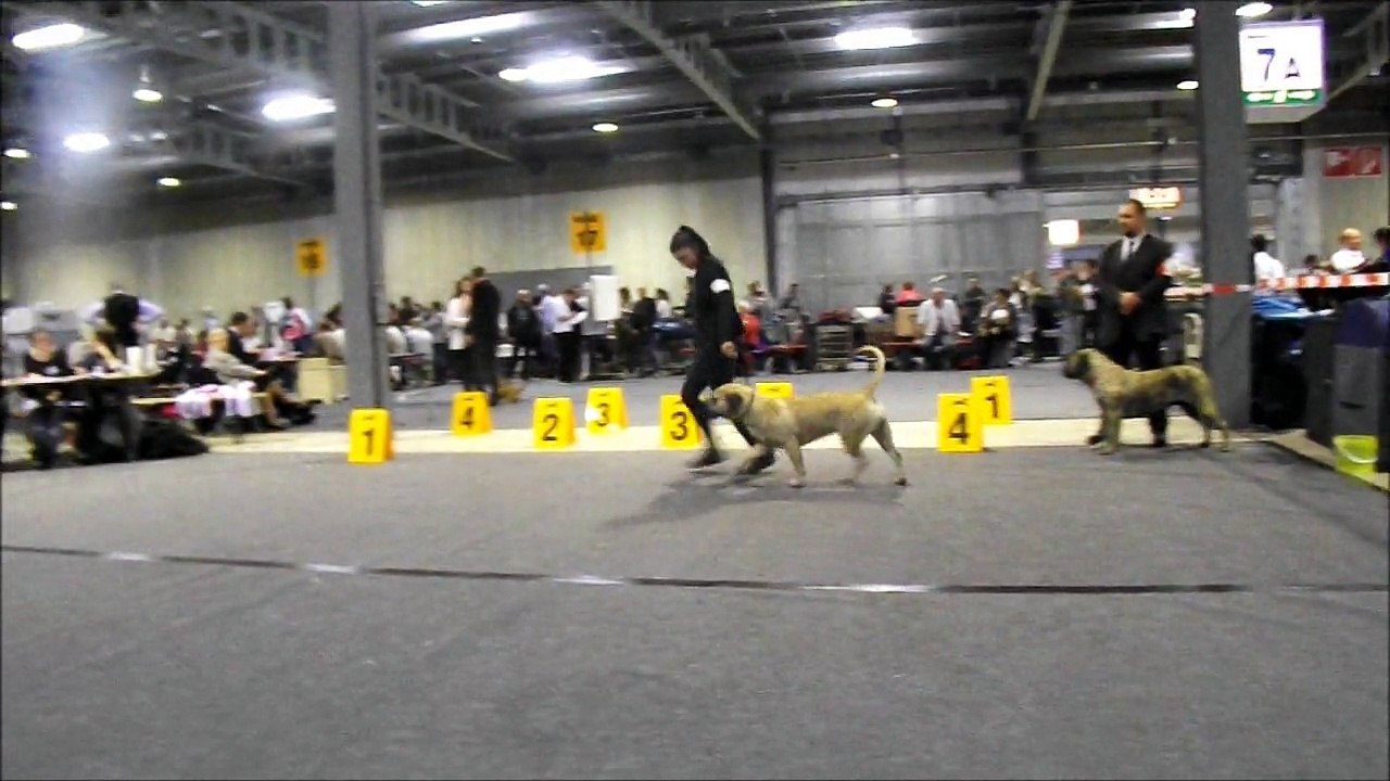 luxembourg 90ème show international classe ouverte femelle dogo canario et attribution du CACIB RCACIB et BOS