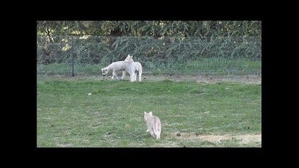 Monty taking out Spaz