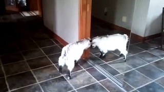 Baby goat sees herself in the mirror.