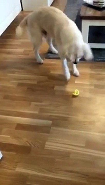 Golden retriever tasting lemon
