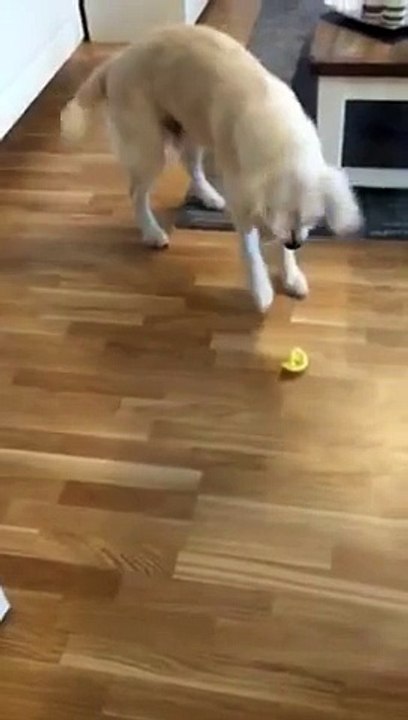 Golden retriever tasting lemon