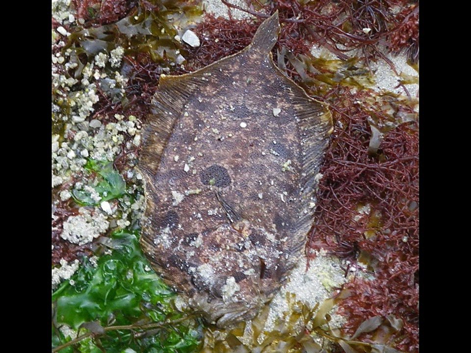 La Marée du siècle